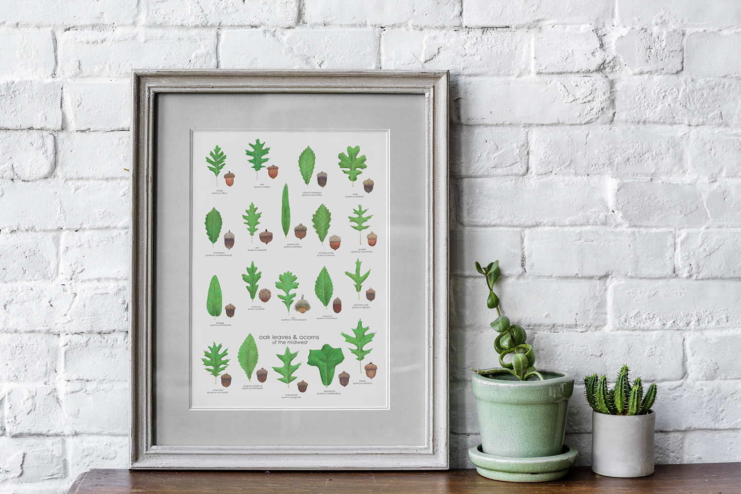 woodland plants of the midwest — melbry//arts